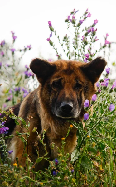 Cães Vadios Bela Ilha Palma Não São Inéditos Nvarious Organizações — Fotografia de Stock