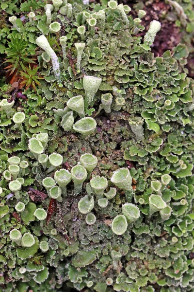 Macro True Becherflechte Cladonia Pyxidata — Photo