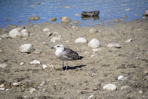 Gaviotas Del Mediterráneo España —  Fotos de Stock