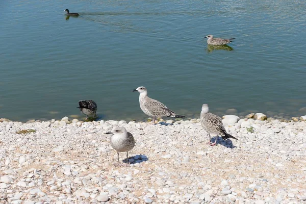 Gulls Mediterranean Spain — Stock Photo, Image