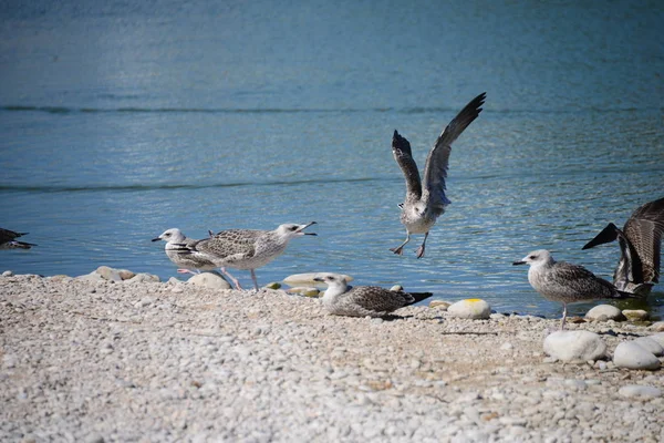 Möwen Mittelmeer Spanien — Stockfoto