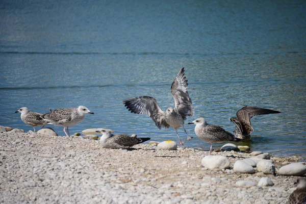 Möwen Mittelmeer Spanien — Stockfoto