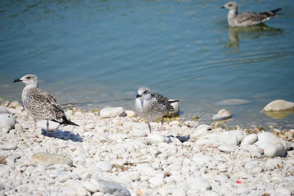 Meeuwen Middellandse Zee Spanje — Stockfoto