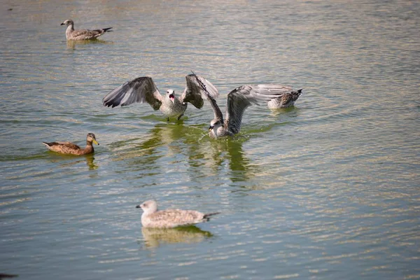 Canards Dans Lac — Photo