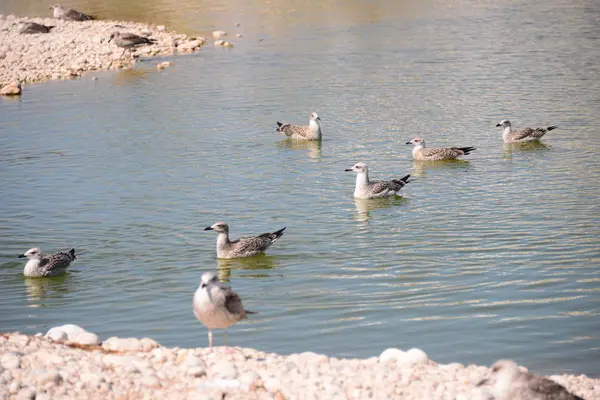 Gaviotas Del Mediterráneo España —  Fotos de Stock