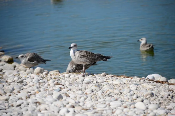 Möwen Mittelmeer Spanien — Stockfoto