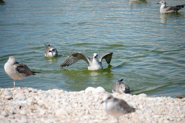 Meeuwen Middellandse Zee Spanje — Stockfoto