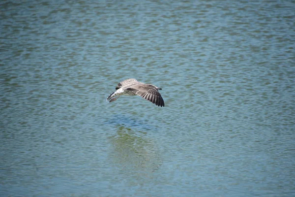 Gaviotas Del Mediterráneo España — Foto de Stock