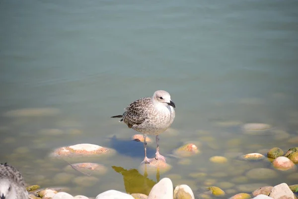 Gaviotas Del Mediterráneo España — Foto de Stock