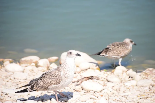 Gaivotas Mediterrâneo Espanha — Fotografia de Stock