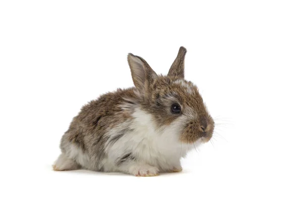 Pasen Konijn Met Nest — Stockfoto