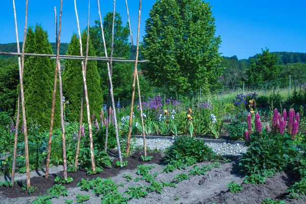 Vegetable Garden Old Farmhouse — Stock Photo, Image