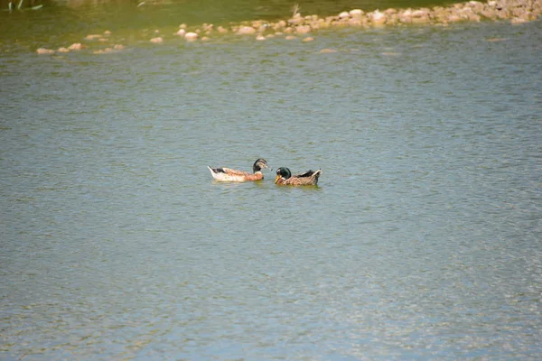 Vue Panoramique Canard Colvert Mignon Nature — Photo