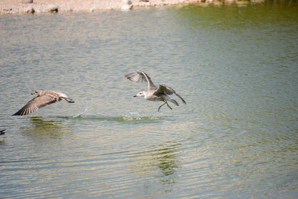 Gaivotas Mediterrâneo Espanha — Fotografia de Stock