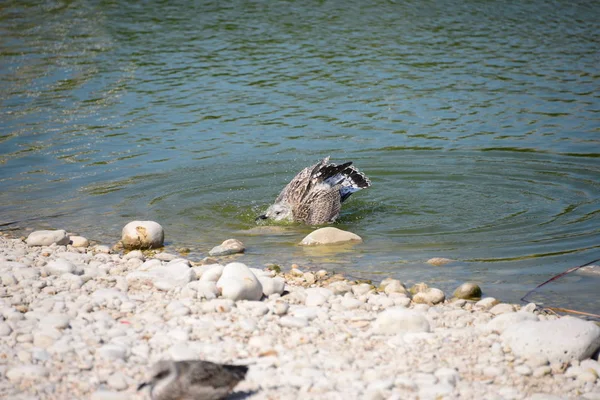 Meeuwen Middellandse Zee Spanje — Stockfoto