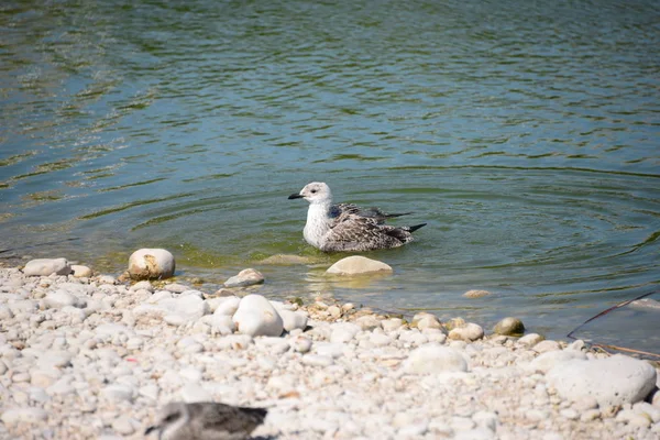 Meeuwen Middellandse Zee Spanje — Stockfoto