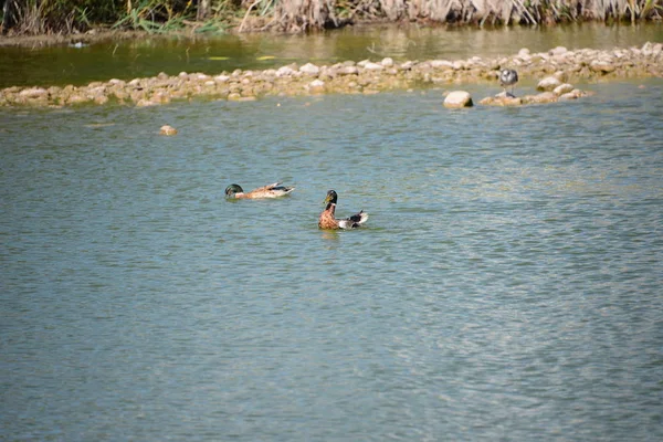 大自然中可爱的野鸭景致 — 图库照片