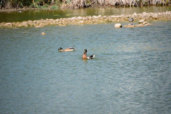 Vista Cênica Pato Mallard Bonito Natureza — Fotografia de Stock