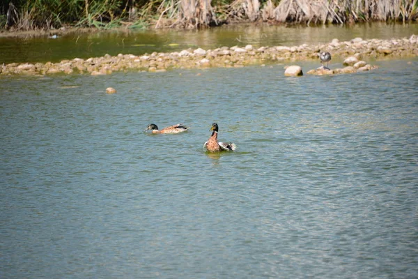 Tőkés Réce Földközi Tenger Fenekén — Stock Fotó