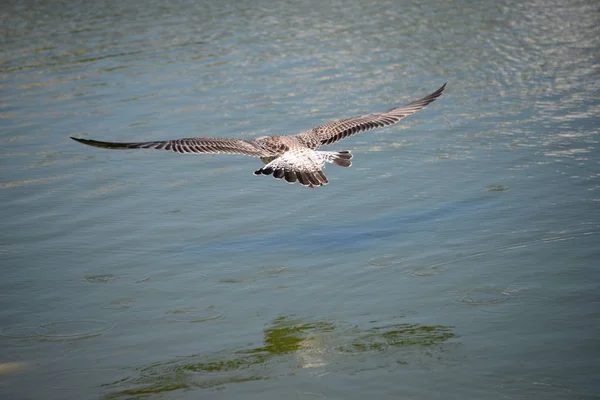 Gaivotas Mediterrâneo Espanha — Fotografia de Stock