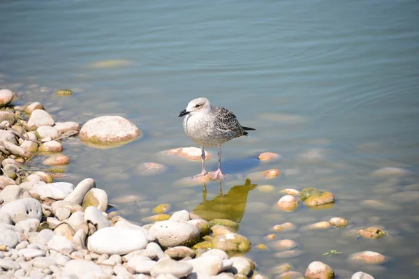 Meeuwen Middellandse Zee Spanje — Stockfoto