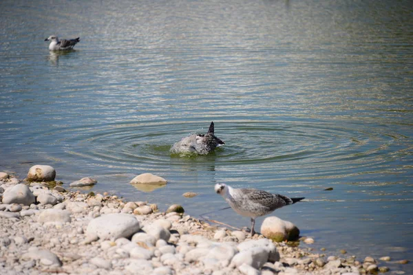 Möwen Mittelmeer Spanien — Stockfoto