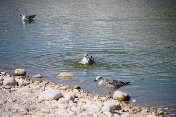 Möwen Mittelmeer Spanien — Stockfoto