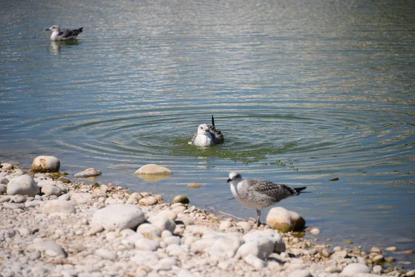 Gaviotas Del Mediterráneo España —  Fotos de Stock