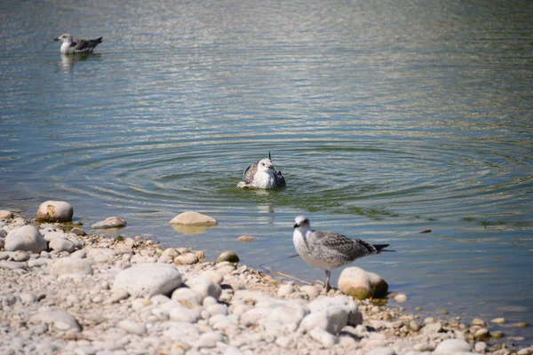 Möwen Mittelmeer Spanien — Stockfoto