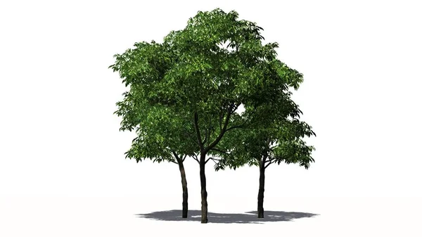 Arancione Albero Gruppo Isolato Sfondo Bianco — Foto Stock