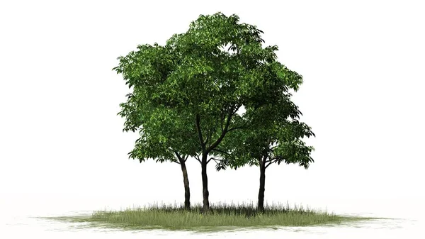 Turuncu Ağaç Grubu Beyaz Arkaplanda Izole — Stok fotoğraf