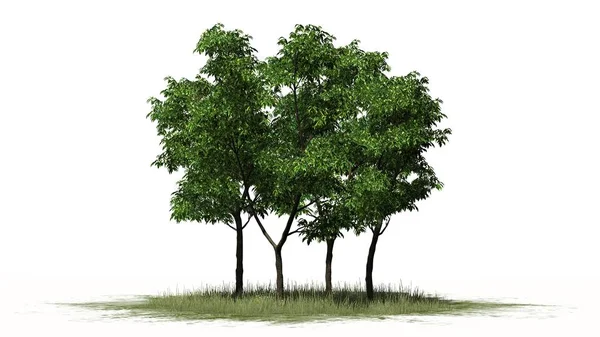Laranja Grupo Árvore Isolado Fundo Branco — Fotografia de Stock