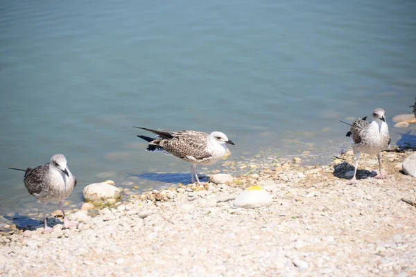 Gaviotas Del Mediterráneo España — Foto de Stock