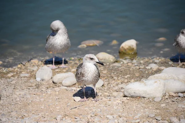 Meeuwen Middellandse Zee Spanje — Stockfoto