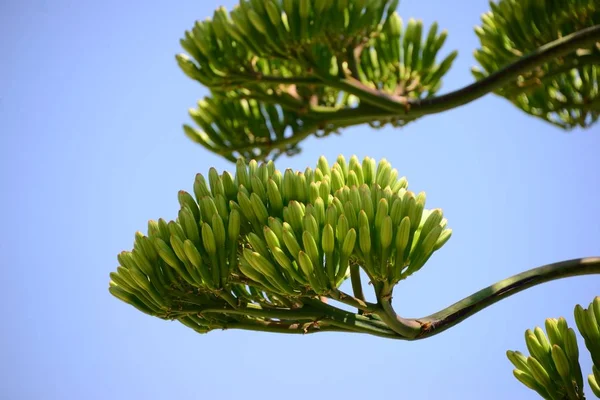 Agave Yaprakları Ağaçlar Flora Stok Fotoğraf