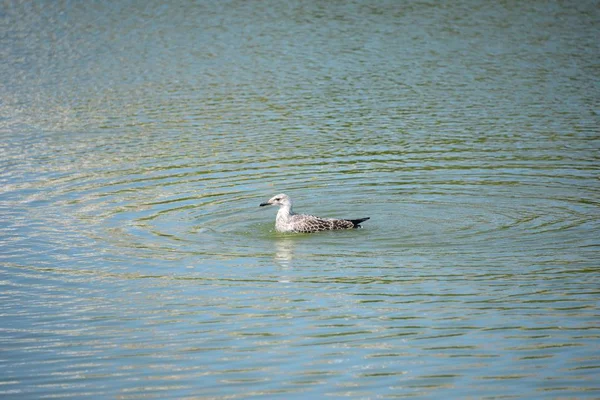 Gulls Mediterranean Spain — Stock Photo, Image