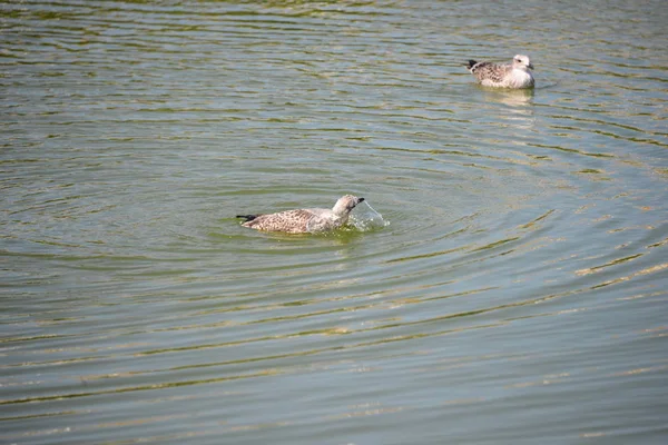 Gaviotas Del Mediterráneo España —  Fotos de Stock