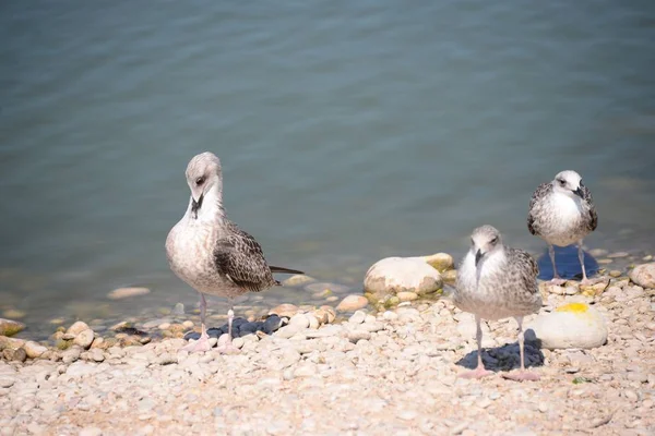 Gulls Mediterranean Spain — Stock Photo, Image