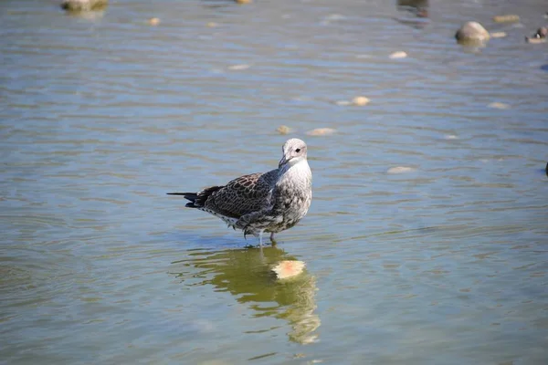 Gulls Mediterranean Spain — Stock Photo, Image