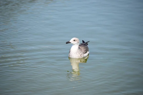 Gaivotas Mediterrâneo Espanha — Fotografia de Stock