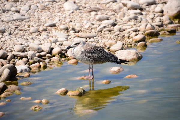 Gaivotas Mediterrâneo Espanha — Fotografia de Stock