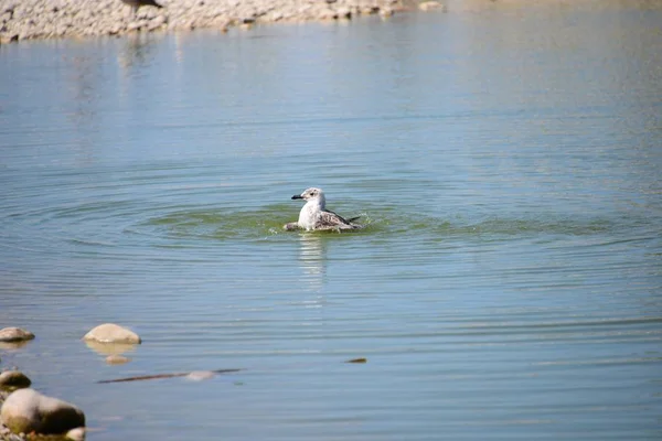 Gulls Mediterranean Spain — Stock Photo, Image