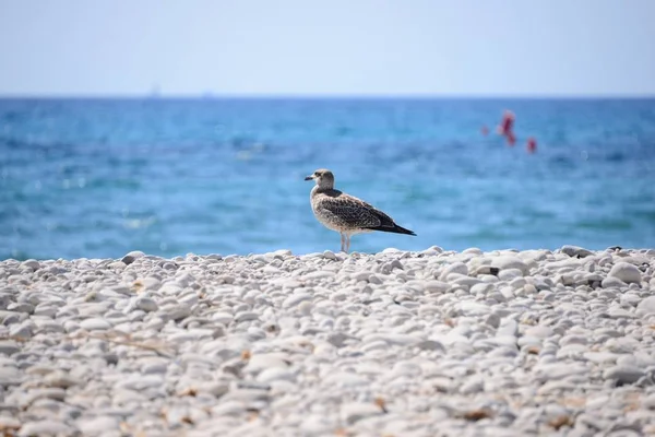 Gaviotas Del Mediterráneo España — Foto de Stock