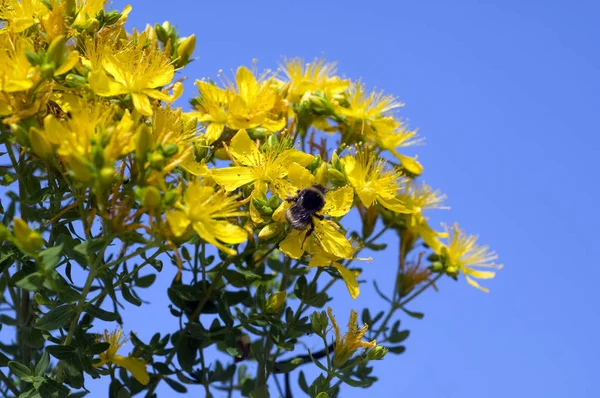 Johanniskraut Hypericum Perforatum Żelb — Zdjęcie stockowe