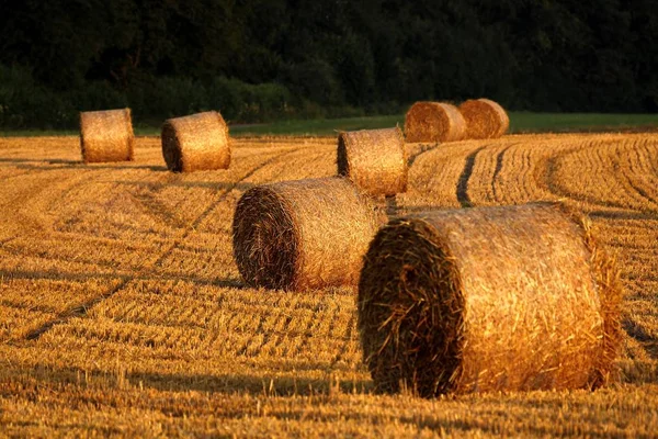 Hasat Zamanı Kavramı — Stok fotoğraf