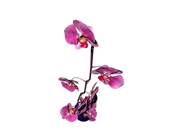 Belles Fleurs Orchidée Fleurissent — Photo
