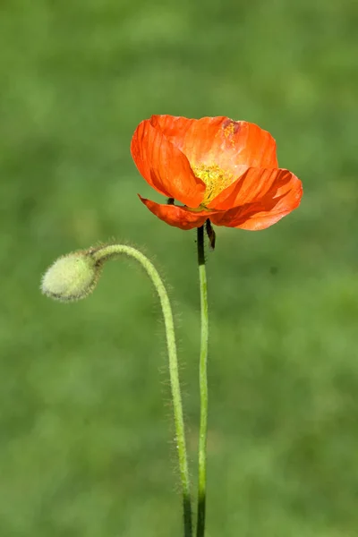 Schöne Botanische Aufnahme Natürliche Tapete — Stockfoto