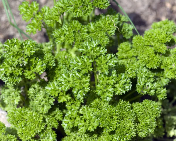 Schöne Botanische Aufnahme Natürliche Tapete — Stockfoto