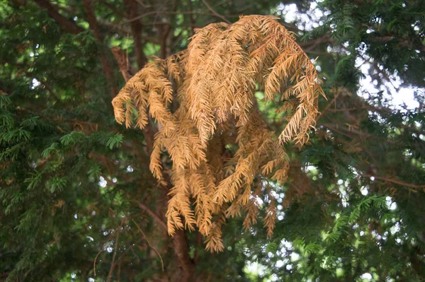 Pino Con Una Gran Planta Verde — Foto de Stock