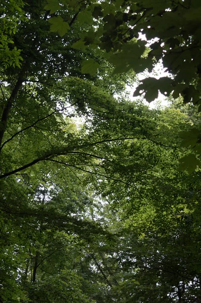 Prachtig Uitzicht Natuur — Stockfoto